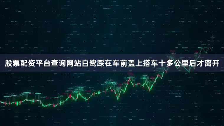 股票配资平台查询网站白鹭踩在车前盖上搭车十多公里后才离开